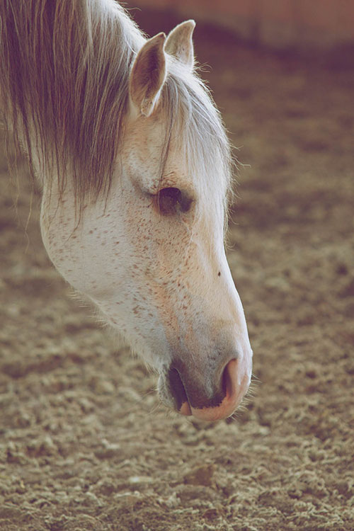 cavallo_king1
